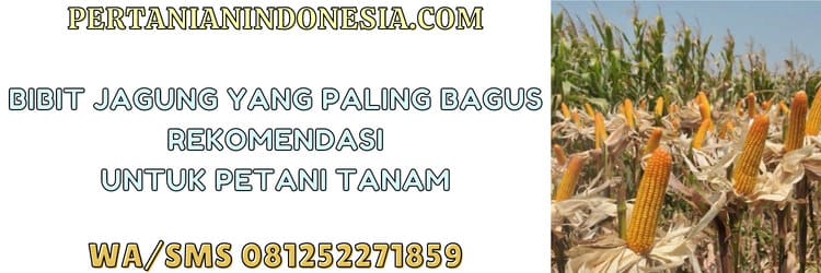 bibit,jagung,bibit jagung,petani,budidaya